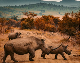 South Africa